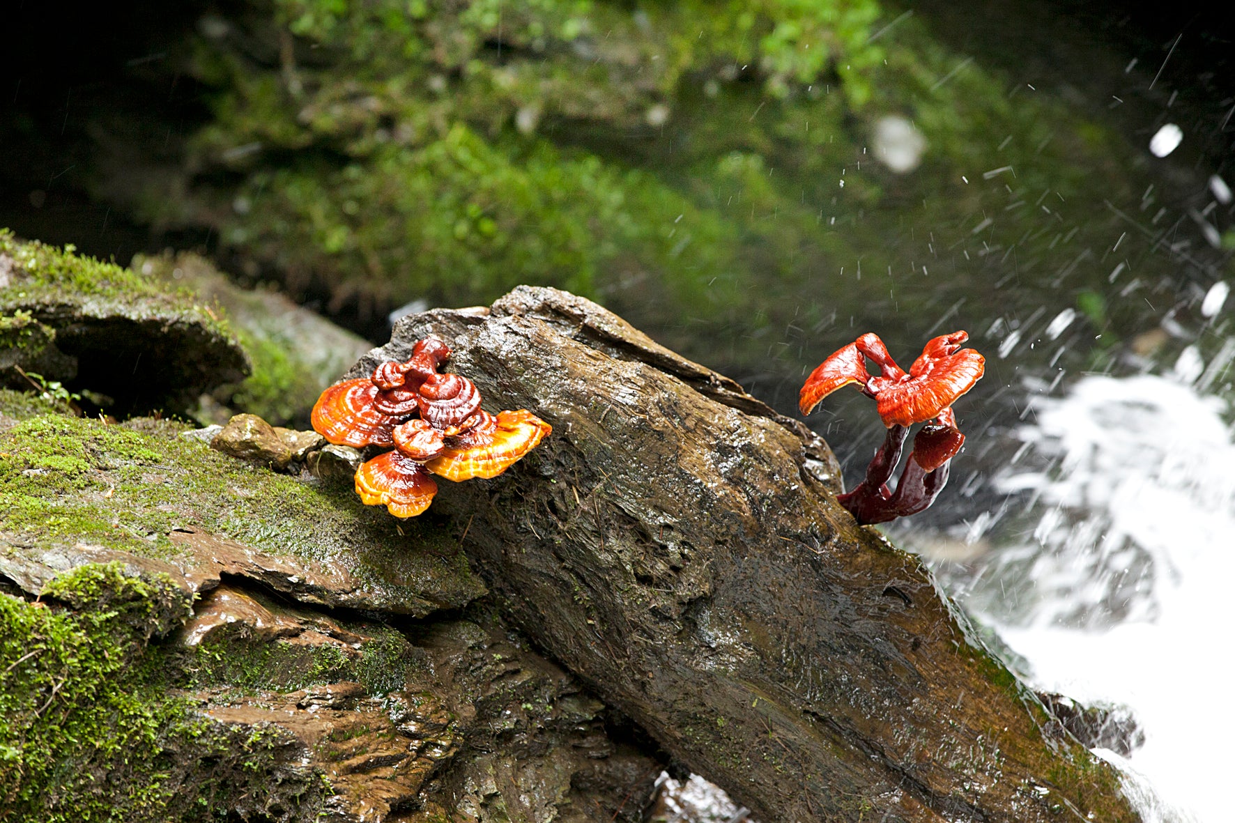 Reishi.jpg